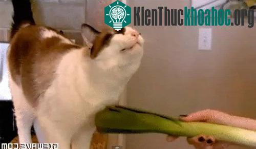 4 điều chắc chắn sẽ xảy ra với cơ thể nếu bạn không ăn rau nữa