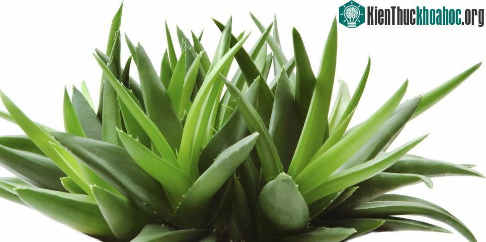 Phụ nữ có thai nếu ăn nhiều nha đam sẽ có nguy cơ bị sảy thai.
