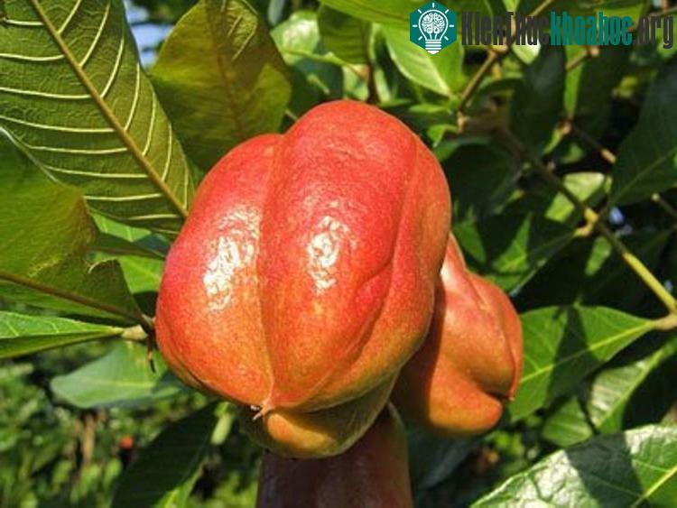 Quả Ackee