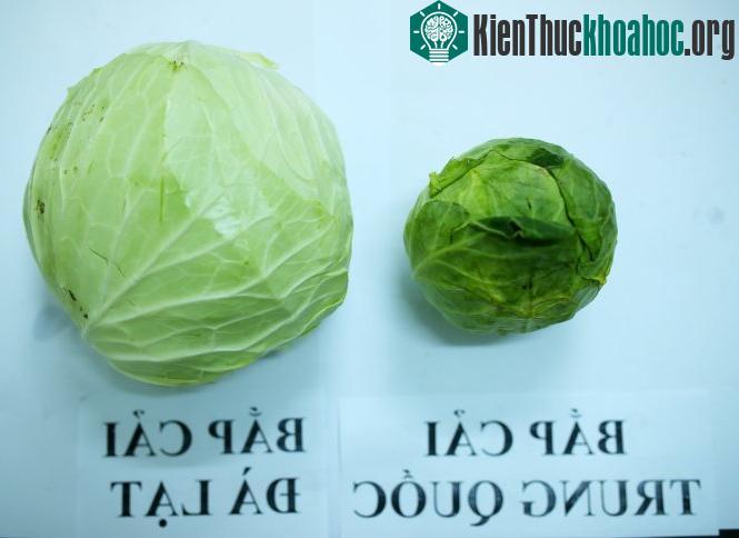 Bắp cải Trung Quốc và bắp cải Đà Lạt.