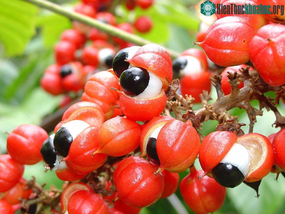 Thực phẩm tốt cho sức khỏe