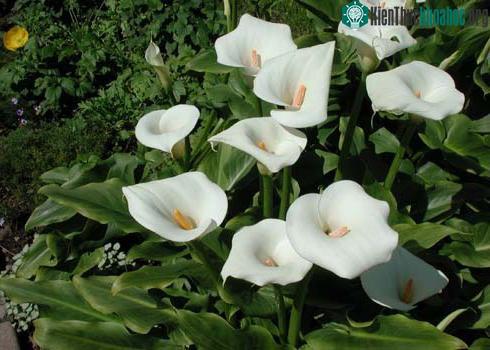 Hàng loạt cây cảnh chứa chất độc chết người ảnh 7