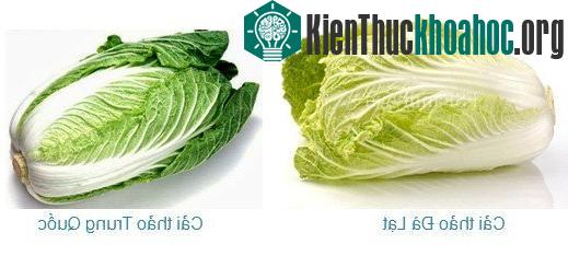 Cải thảo Trung Quốc có màu xanh đậm hơn hẳn so với cải thảo Đà Lạt rất dễ phân biệt.