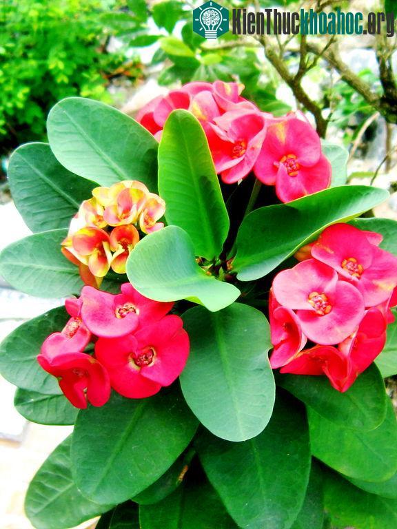 Hàng loạt cây cảnh chứa chất độc chết người