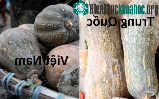 Bí đỏ Việt Nam có vỏ ngoài sần sùi, hình dáng méo mó.