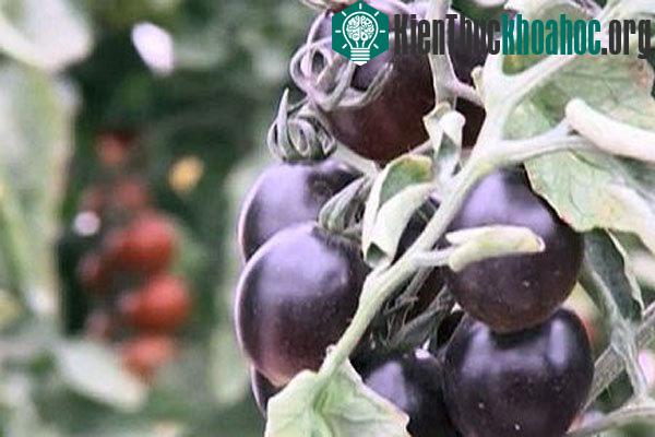 Giống cà chua đen thu hút sự chú ý của cộng đồng khoa học sau khi họ tìm ra những tác dụng đáng kinh ngạc của chúng trong các thí nghiệm tại Mỹ. Ban đầu chúng có màu tím xanh. Khi chín, chúng chuyể...