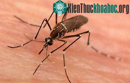 Phòng diệt muỗi là cách phòng chống sốt xuất huyết hiệu quả.&nbsp;