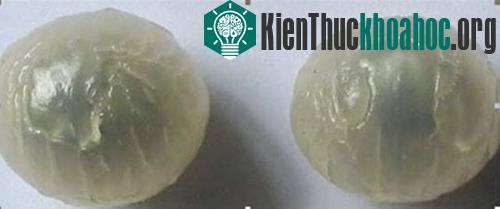 Cùi nhãn lồng có hai dẻ xếp rất khít nhau - đây là đặc điểm mà chỉ riêng nhãn lồng Hưng Yên mới có.