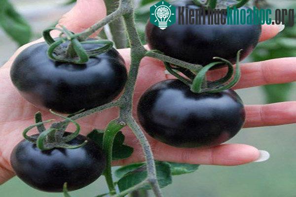 Kinh ngạc tác dụng chống ung thư hiệu quả của cà chua đen