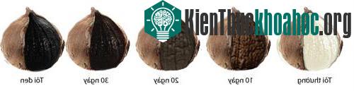 Tỏi tươi lên men 40 ngày sẽ cho ra tỏi đen với thành phần dược lý cao gấp 10 lần. (Ảnh: Tỏi đen Leo's.)