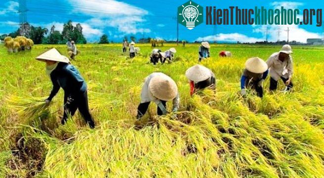 Cần trang bị thiết bị chống nắng khi làm việc ngoài trời nắng để phòng say nắng, say nóng.