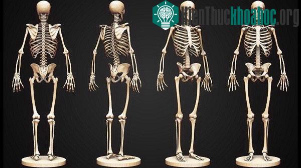 Tìm hiểu cơ chế tự tái tạo xương ngay trong cơ thể