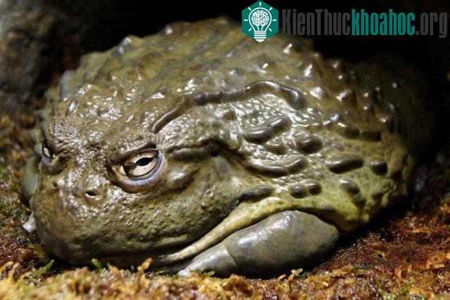 Những món đặc sản có thể gây chết người