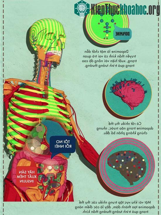 Dopamine là chất dẫn truyền thần kinh rất quan trọng, xuất hiện với nồng độ cao trong quá trình tưởng thưởng.