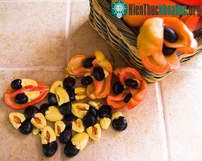 Những món đặc sản có thể gây chết người