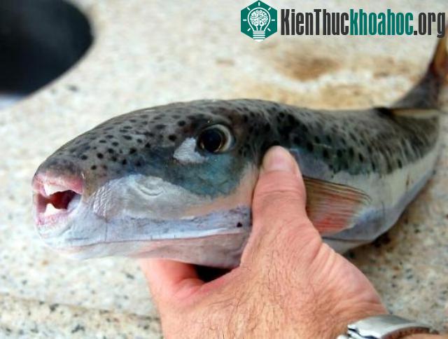 Những món đặc sản có thể gây chết người