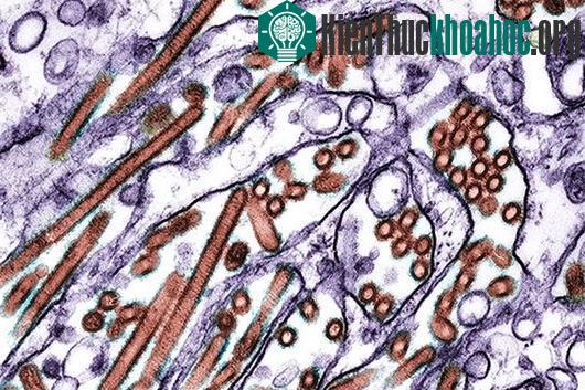 Phát hiện 5 đột biến gene ở H5N1 quyết định sự lây lan ảnh 0