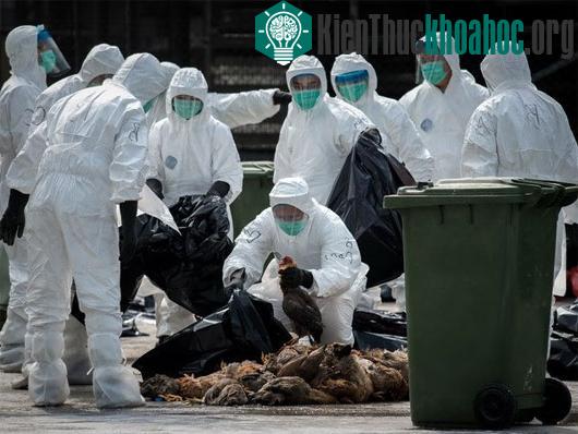 Nhân viên y tế tiêu hủy gia cầm tại một chợ gia cầm ở Hong Kong. (Ảnh: AFP/TTXVN)
