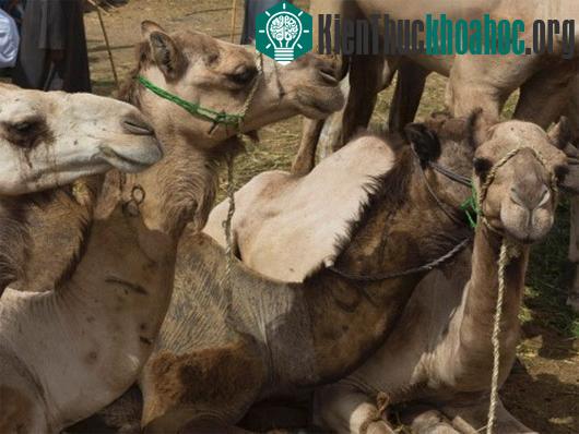 Chủng virus MERS-CoV được tìm thấy trong các mẫu phẩm lấy từ lạc đà ở Ai Cập. (Nguồn: AP)
