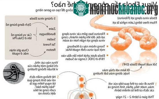 Cách virus Ebola tấn công cơ thể con người