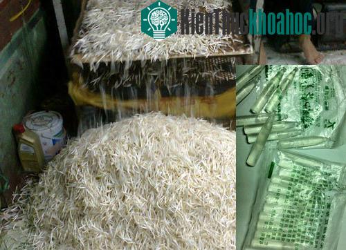 Những cọng giá thành phẩm sau khi được ủ bằng hóa chất Trung Quốc - (Ảnh: Thanh Thùy)