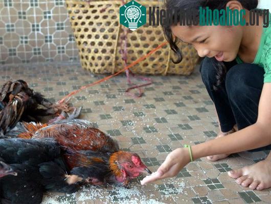 Người dân tiếp xúc với gia cầm tại nhà ở Phnom Penh. (Ảnh: AFP/TTXVN)