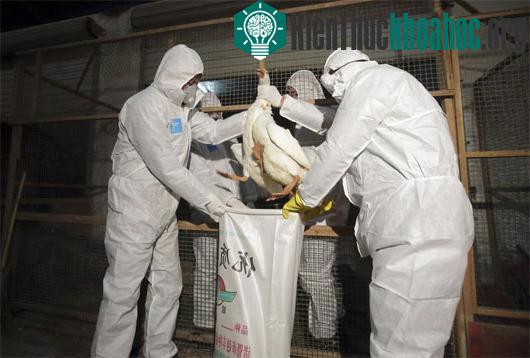 Trung Quốc tiêu hủy gia cầm hồi tháng 1/2014 - (Ảnh: Reuters)