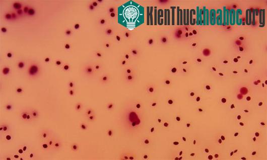 Ảnh minh họa: laboratorytalk.com