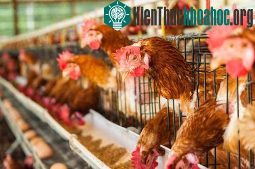 Trung Quốc đang ở trong thời điểm nhạy cảm với cúm gia cầm khi nhiệt độ xuống thấp vào mùa đông. (Ảnh: cnn.com)