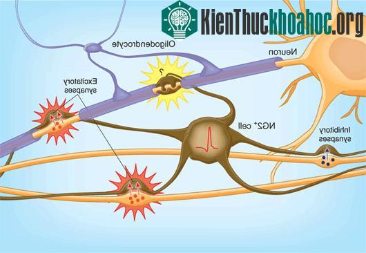 Hình ảnh mô tả tế bào thần kinh đệm​