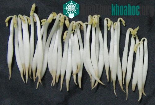 Quy trình pha hóa chất, ngâm và ủ giá