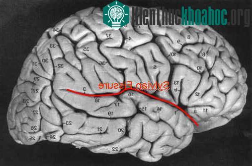Hình ảnh rãnh Sylvian trên não người​