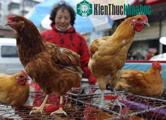 Số ca mắc cúm gia cầm H7N9 tại Trung Quốc đã lên 7 người. (Ảnh: AP)