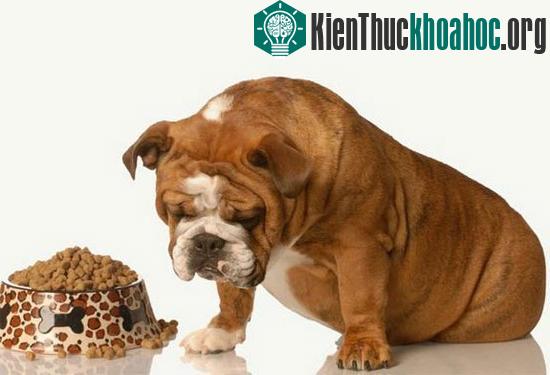 Thực phẩm chuyên dụng cho vật nuôi không được chế biến