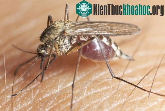 Muỗi truyền bệnh sốt rét&nbsp;