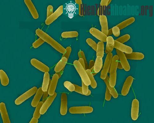 Vi khuẩn&nbsp;Pseudomonas aeruginosa
