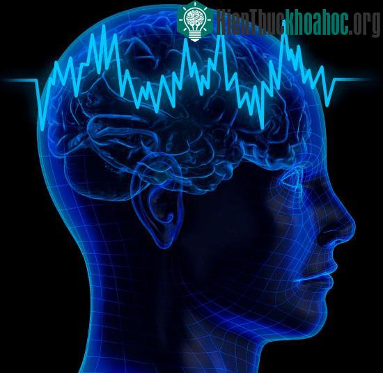 Các nhà khoa học đưa ra nhiều ý kiến khác nhau về "vùng ma quỷ" trong não người.&nbsp;