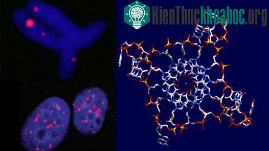Các nhà nghiên cứu đã chứng minh được cấu trúc xoắn tứ hiện diện trong bộ gene người&nbsp;