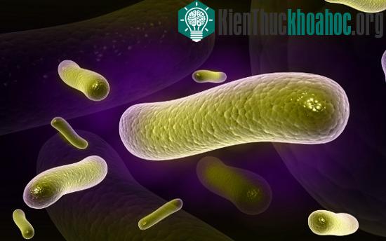 Probiotic có lợi cho hệ tiêu hóa&nbsp;