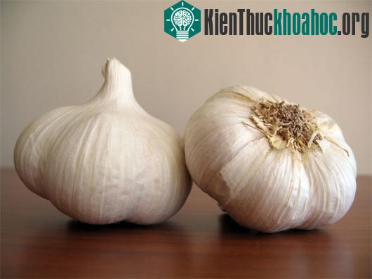 Tỏi chứa hợp chất có tác dụng chống nhiễm khuẩn - (Ảnh:&nbsp;