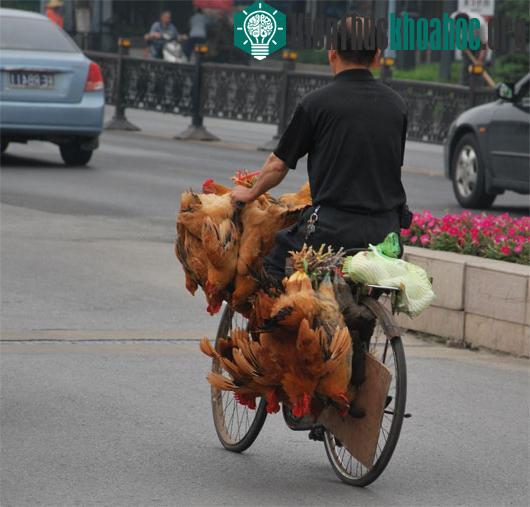 Ảnh: baotintuc