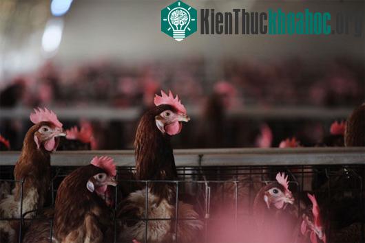 Các ca nhiễm mới H7N9 làm dấy lên lo ngại về sự tái bùng phát của dịch cúm gia cầm tại Trung Quốc. (Ảnh:newyorker.com)