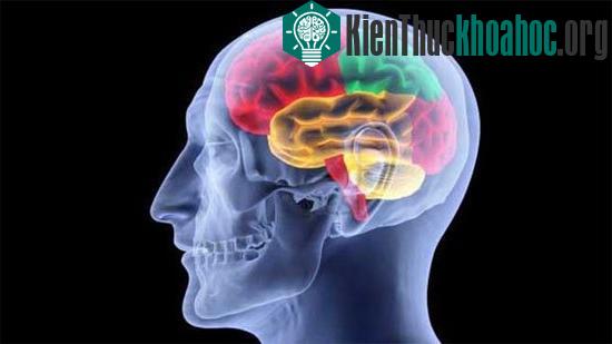 Não người là cấu trúc tự nhiên phức tạp nhất trong vũ trụ - (Ảnh:&nbsp;