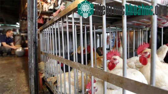 Vi rút cúm gia cầm H7N9 có khả năng lây truyền trong không khí