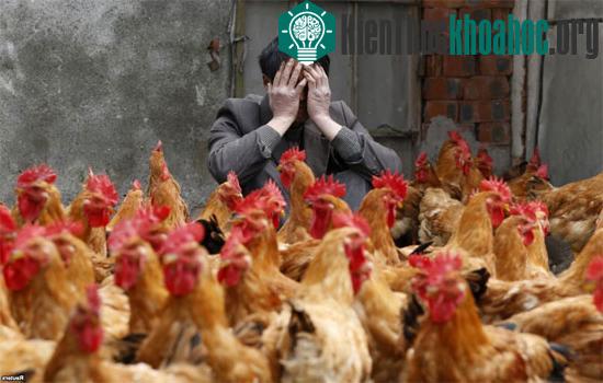 Trung Quốc công bố nguồn gốc H7N9