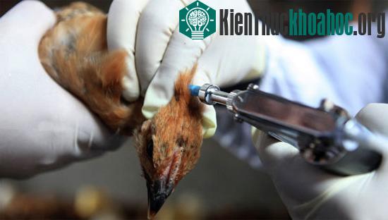 Đã có hơn 100 người nhiễm và 20 người tử vong vì virus H7N9 tại Trung Quốc. (Ảnh: Rian)