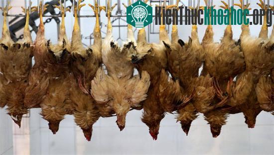Bé 4 tuổi mang H7N9 nhưng không có biểu hiện cúm