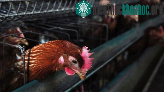 Tìm ra nguồn gốc chủng cúm chết người H7N9