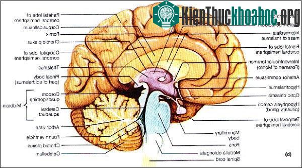 Các căn bệnh "triệu người mắc một" giống Wanbi Tuấn Anh trên thế giới