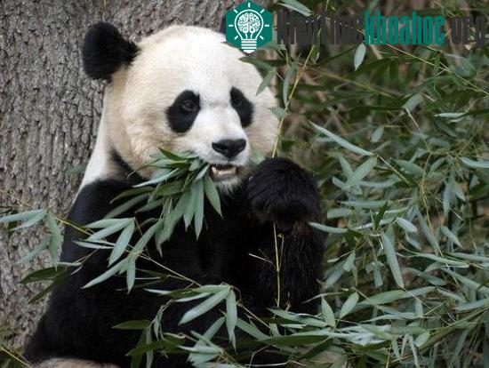 Kháng sinh trong máu gấu trúc có thể tiêu diệt những siêu vi khuẩn đáng sợ nhất.&nbsp;